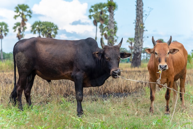 Couple ox on green pasture surrounded with sugar palm tree