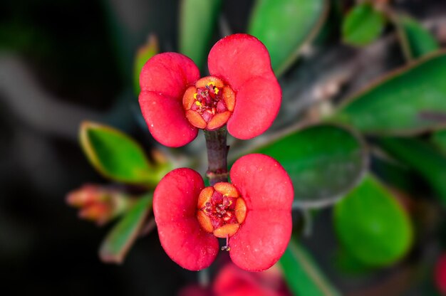 Couple of pink flowers on a plant