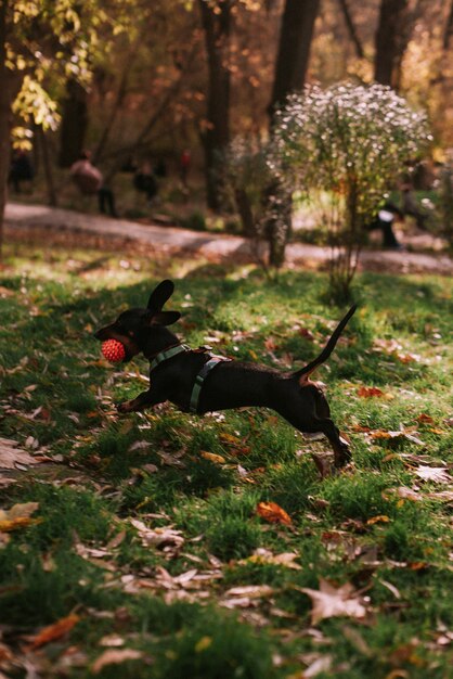 公園で犬と遊ぶカップル