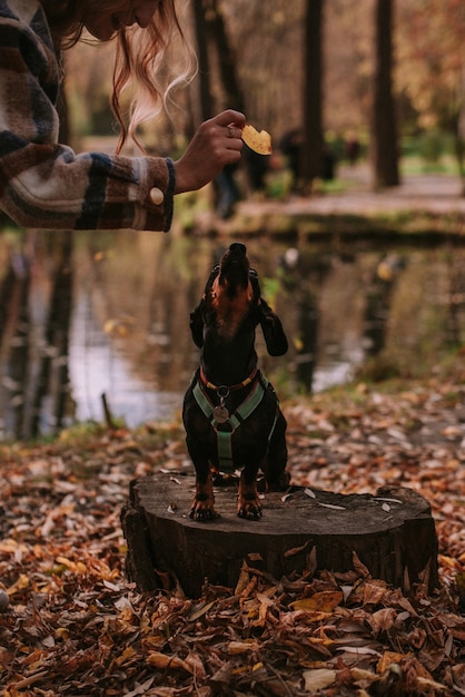 Couple playng with dog in the park