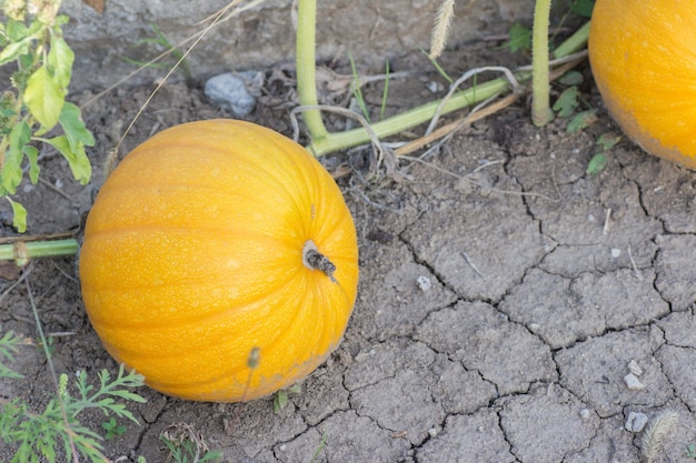 Couple of pumpkins