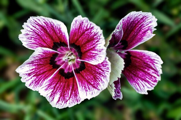 Couple of purple flowers