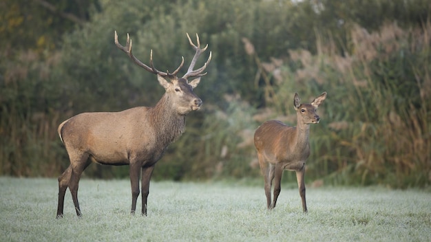 Couple of red deer looking aside and breathing vapor in cold morning