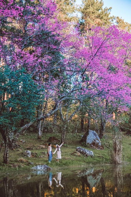 Couple Relaxing in the tree area of Springtime Sakura Flower Cherry Blossom Nang Phaya Sua Krong flower at Chiang Mai Thailand