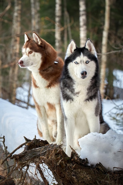 A couple of Siberian huskies sit on a fallen tree in a winter forest