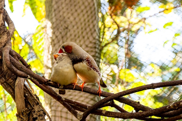 A couple of small finch birds on a branch in a bird nursery