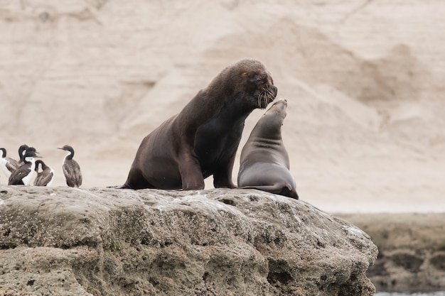 Photo couple of south american sea lions