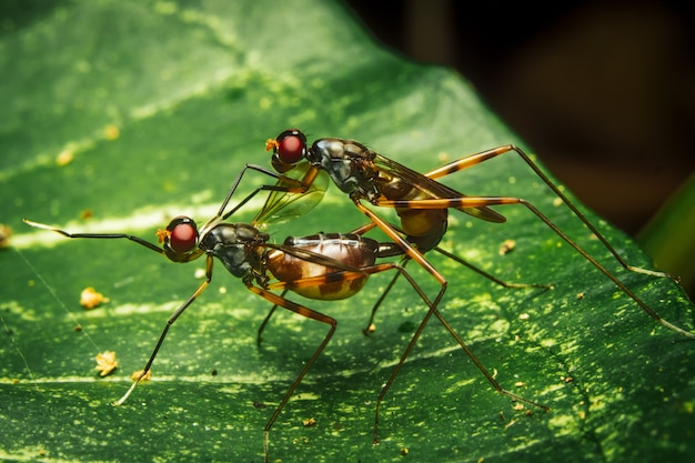 Couple Stilt Legged Flies mating on leaf