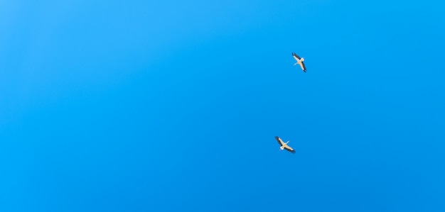 青い空を飛んでいるコウノトリのカップル。コピースペースとバナー