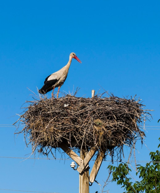 A couple of storks in the nest during the incubating period the stork and his wife are in the nest