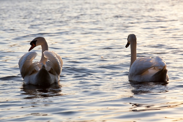 湖で春の白鳥のカップル