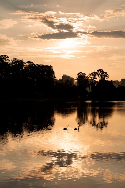 Пара силуэт лебедей на озере во время заката.