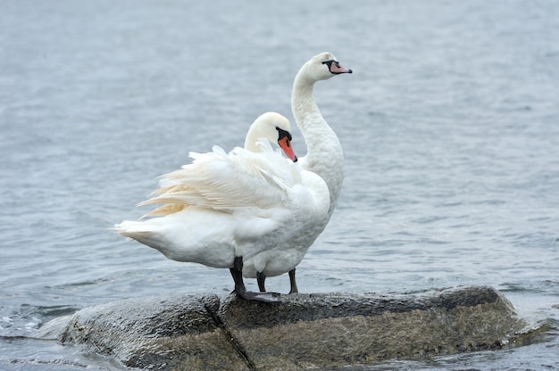 Coppia di cigni su una pietra in mare