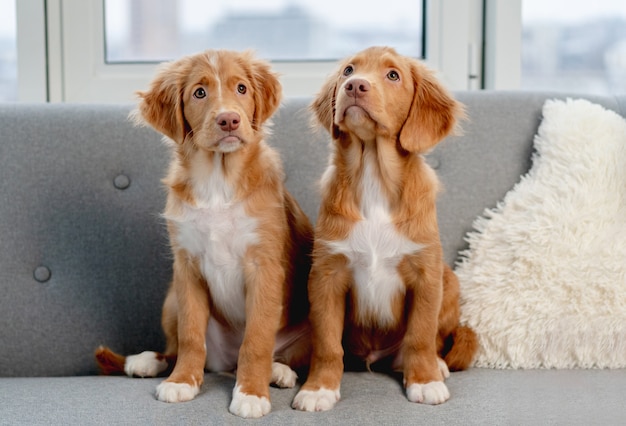 Couple of toller puppies sitting on gray sofa at home