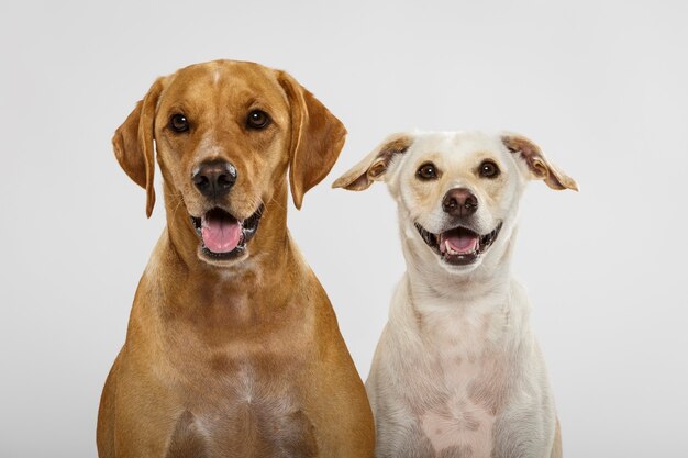 白い背景に対してスタジオでポーズをとる2匹の表現力豊かな犬のカップル