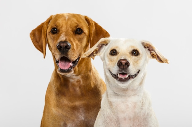 Couple of two expressive dogs posing in the studio against white background