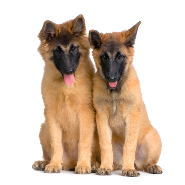 Couple of two Puppy Belgian Tervuren