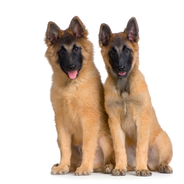 Couple of two Puppy Belgian Tervuren