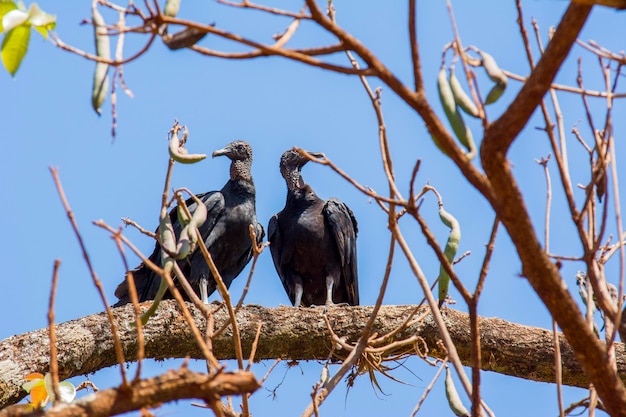 Coppia di avvoltoi in cima all'albero