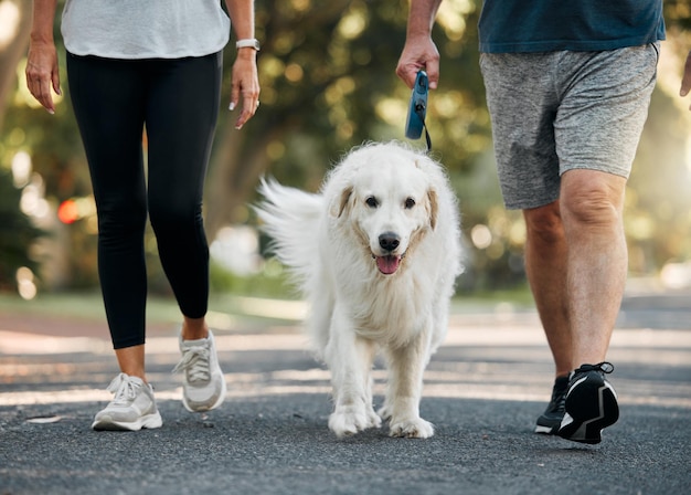 Couple walking the dog in a park for exercise fitness and workout Senior man and woman together taking pet for walk outdoors on leash Leisure activity for wellness active and healthy lifestyle