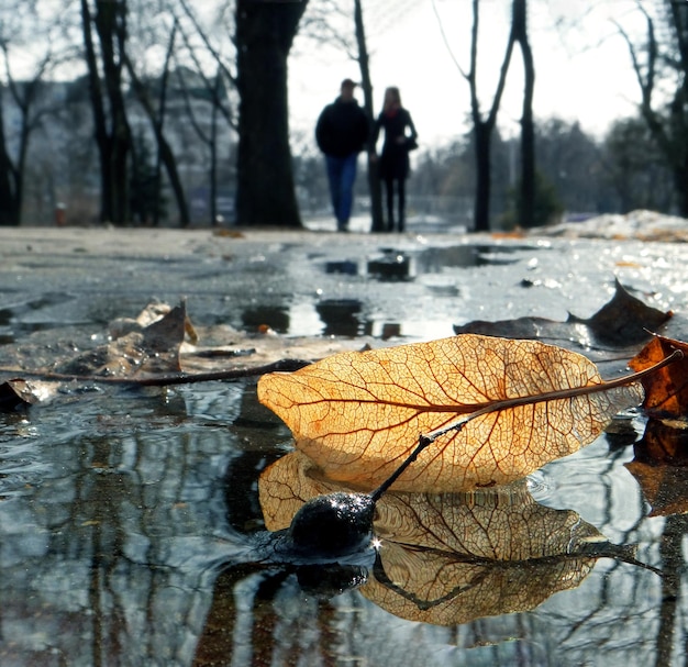 A couple walking in a park with a leaf that is reflecting in the water.