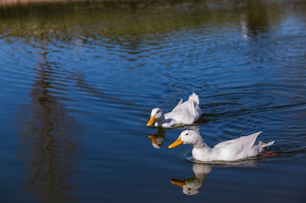Photo couple of white ducks in the lake