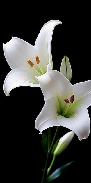 Couple of white lilies generated by AI