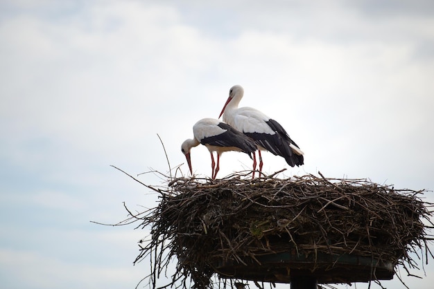 Couple white storks on the nest stork breeding in spring ciconia Alsace France Oberbronn