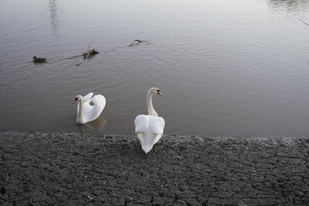 Coppia di cigni bianchi sul fiume