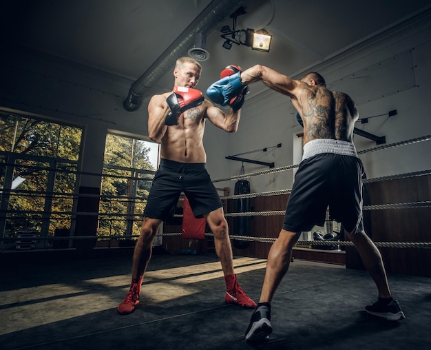 Couple of young boxers has a competition on the ring at fighting studio.