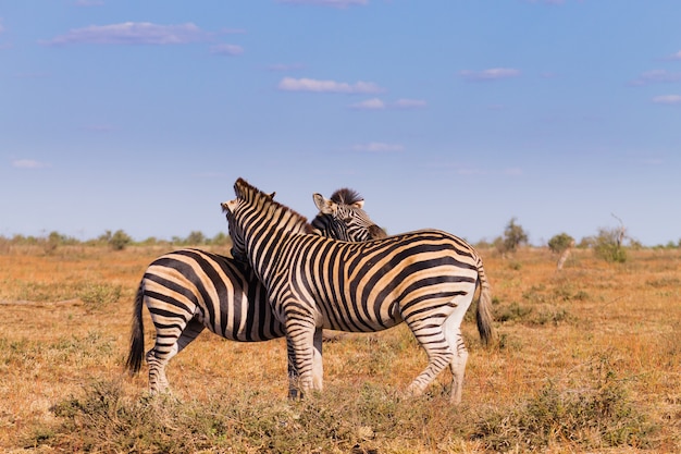 Couple of zebras from Kruger National Park. African wildlife.  equus quagga. South Africa