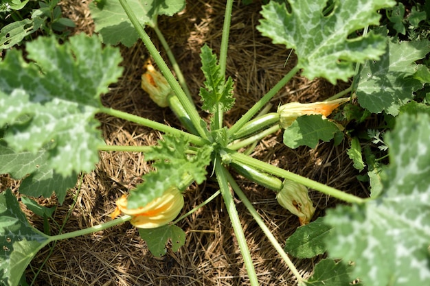 Courgette en zijn bloem in de vroege zomer in een ecologische tuin cucurbita pepo