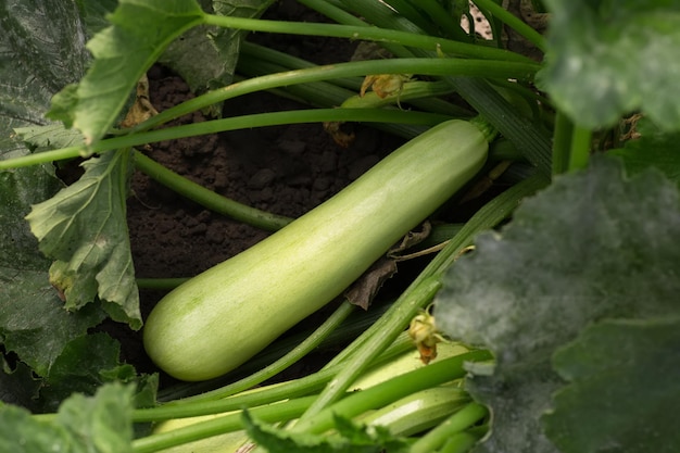 Courgette groeit in de tuin Tuinieren landbouw oogstconcept
