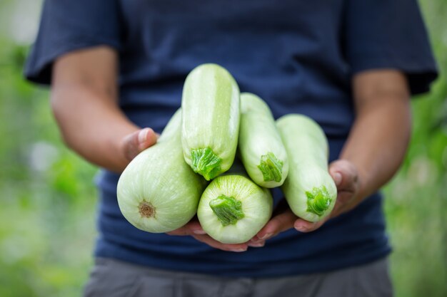 Courgette oogst in de handen van boerin