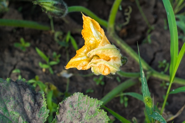 Courgette plant. Courgette bloem. Het groene plantaardige merg groeien op struik. Oogst. Heerlijk eten.