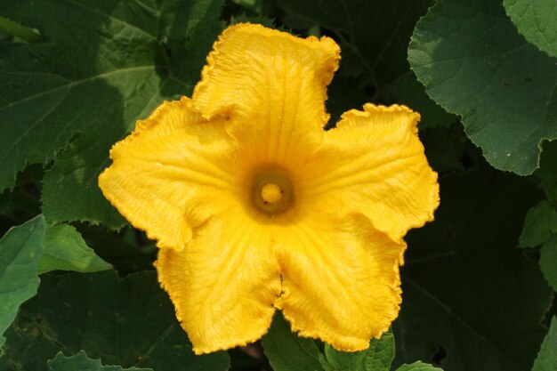 Courgettebloem bloeit in de tuin in de zomer