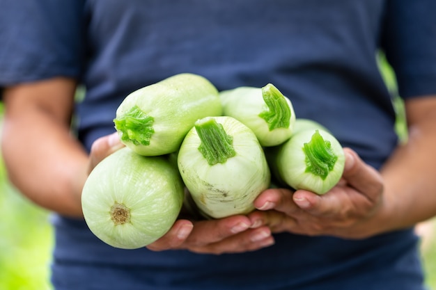 Courgetteoogst in handen van boerin