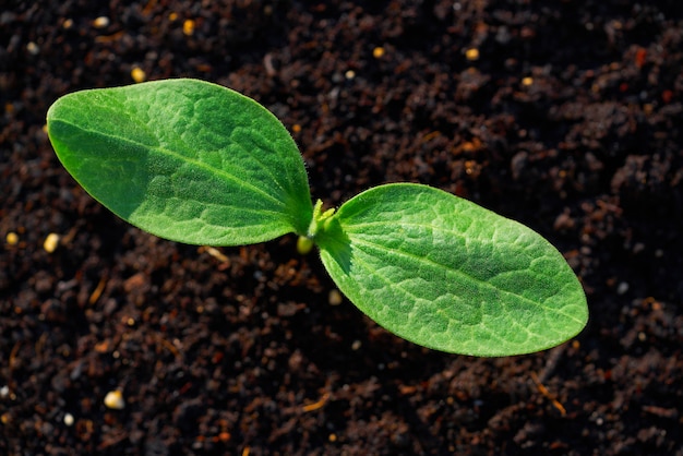 courgetteplant van zaailingen in een boomgaard