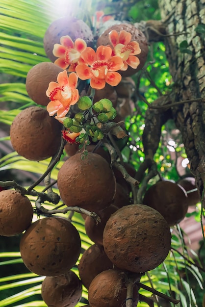 Couroupita guianensis tree known as cannonball tree with flowers close up