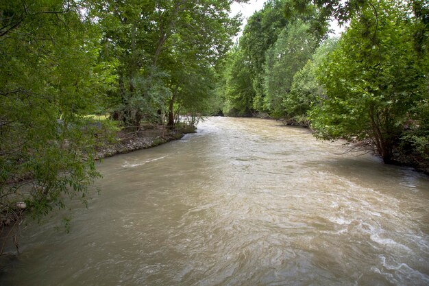 The course of the river in the forest