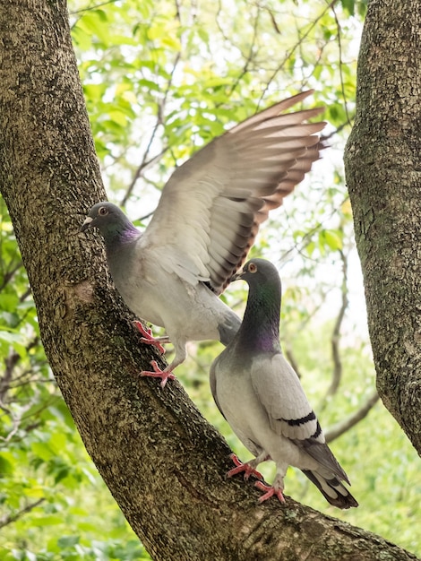 Courting pigeons in the park