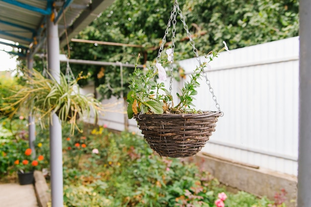 In the courtyard of the house there is a flower pot with a plant. White flowers hang from the pot.