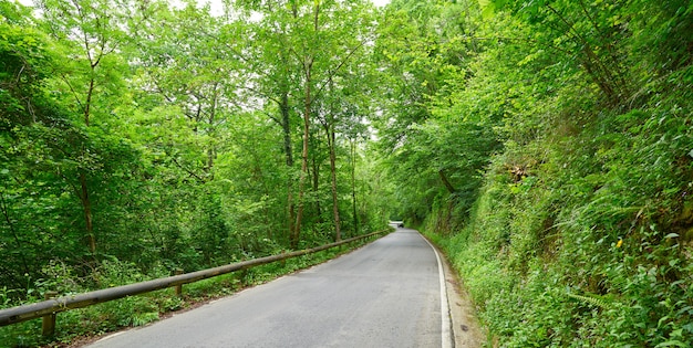 Covadonga road forest in Asturias Picos Europa