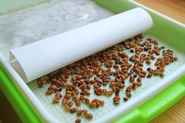 Cover Water Spinach Seeds that Spread in Hydroponic Microgreens Growing Tray for Sprouting