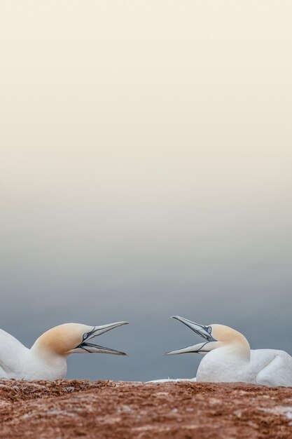 Photo cover with two arguing wild north atlantic gannets at smooth gradient background and copy space details