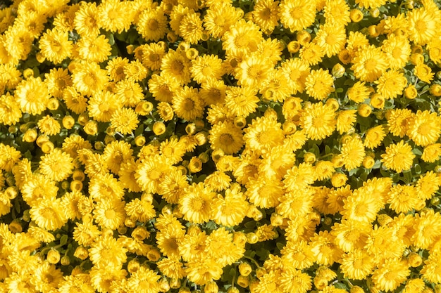 Cover of yellow chrysanthemum. Flower fields in the garden. Nature floral background, macro.