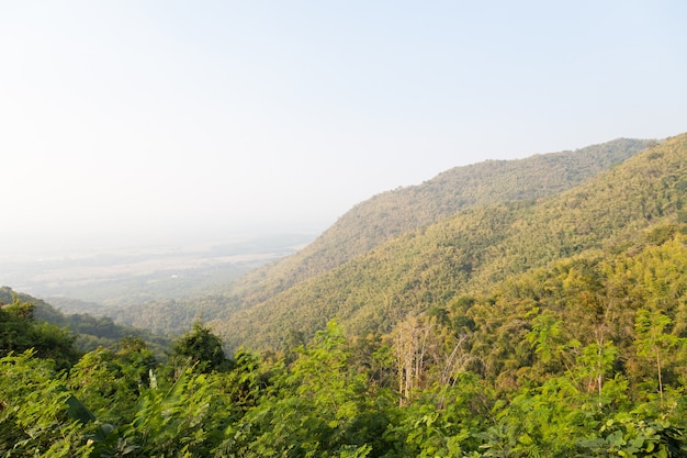 covered peaks and trees