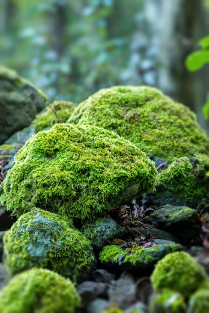 苔で覆われた岩