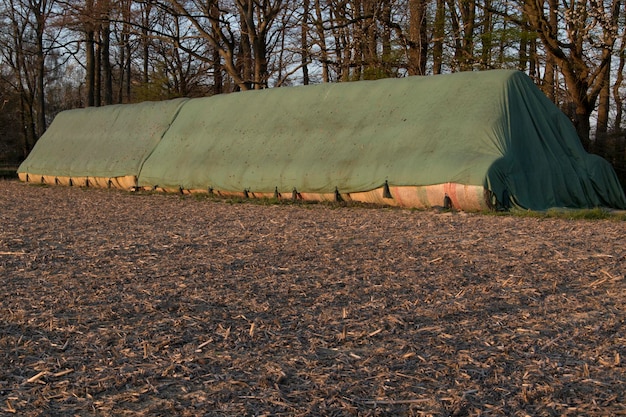 Photo covered straw bales are placed on the edge of the forest in front of it is a harvested grain field