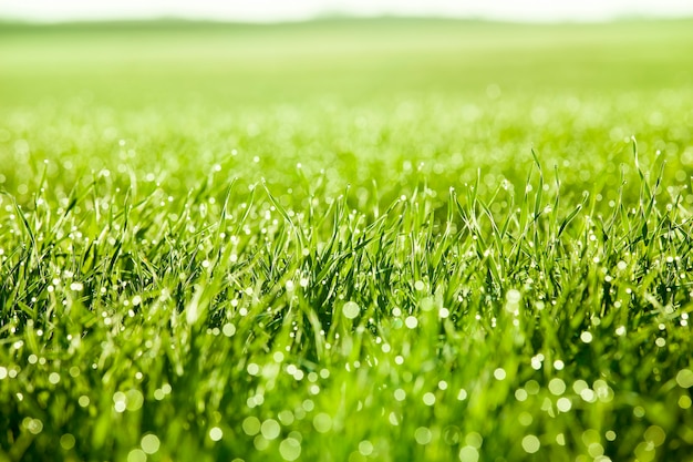 Covered with drops of water green grass